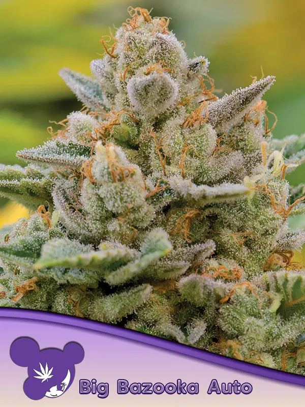 Anesia Seeds Big Bazooka Auto Cannabis Samen