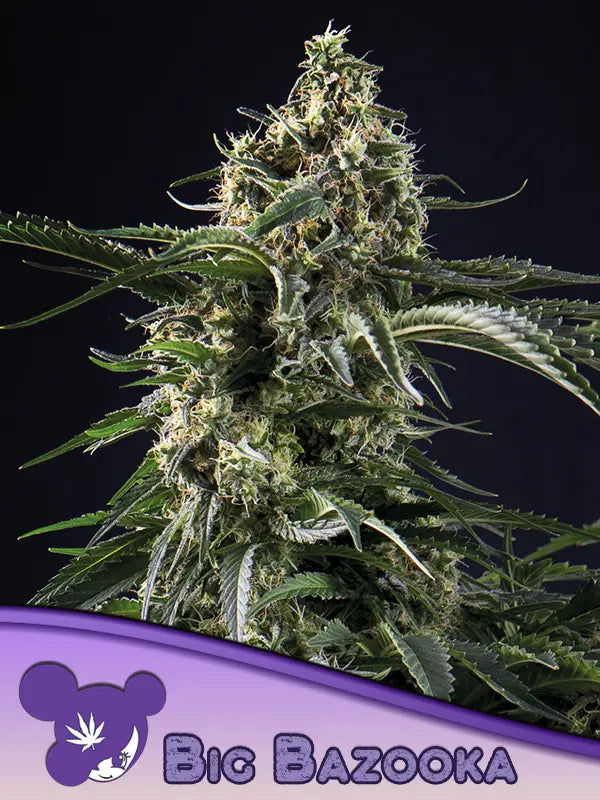 Anesia Seeds Big Bazooka Cannabis Samen