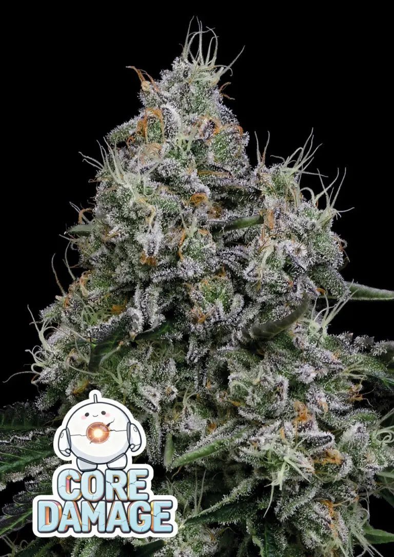 Anesia Seeds Core Damage Cannabis Samen