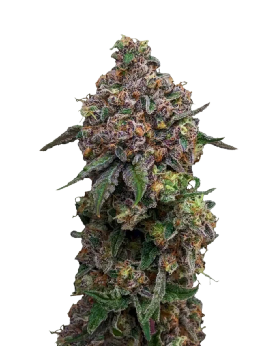 Cosmic Cheddar F1 von Royal Queen Seeds