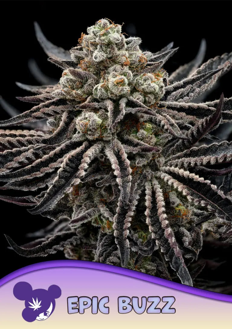 Epic Buzz von Anesia Seeds