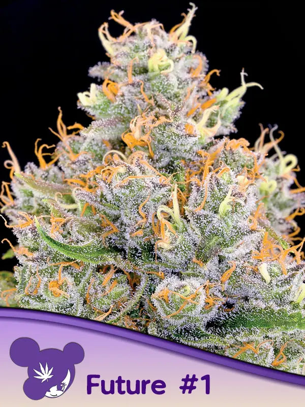 Anesia Seeds Future Cannabis Samen
