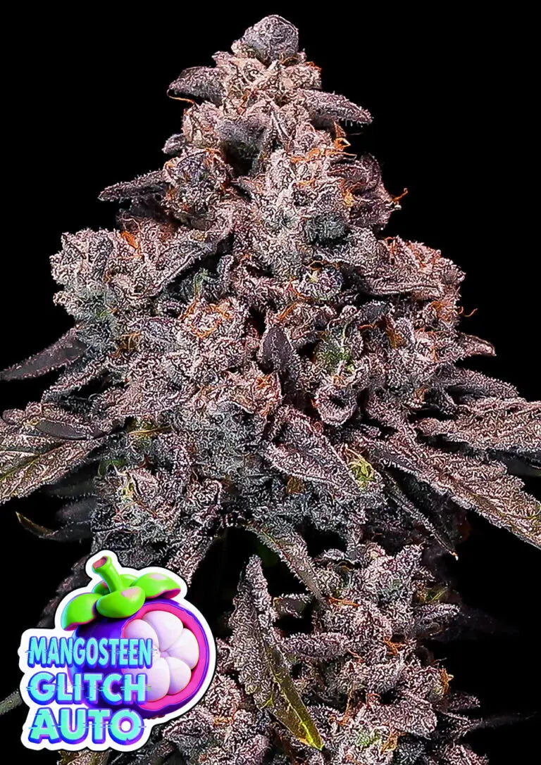 Anesia Seeds Mangosteen Glitch Auto Cannabis Samen