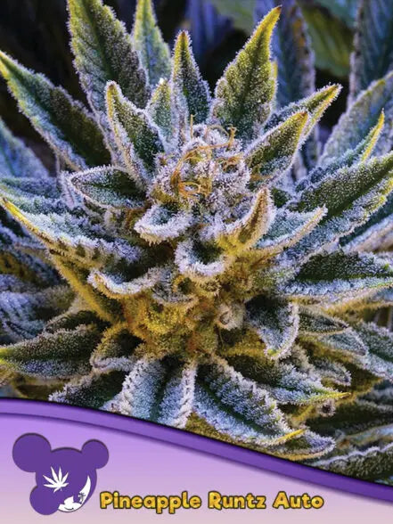 Anesia Seeds Pineapple Runtz Auto Cannabis Samen