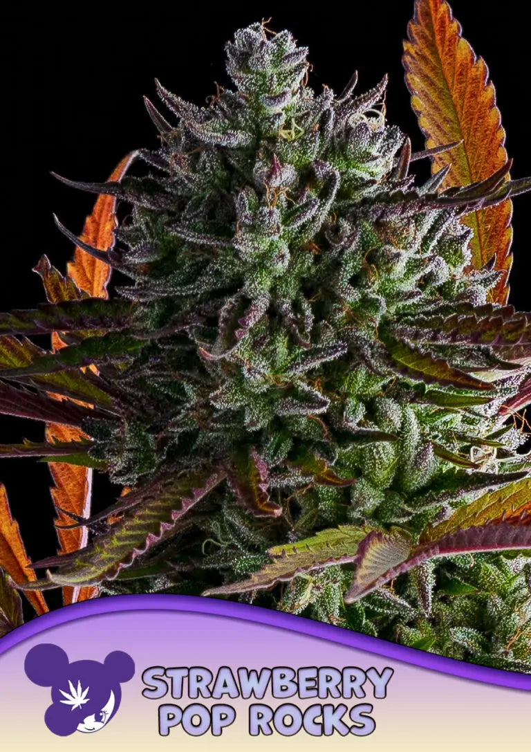 Anesia Seeds Strawberry Pop Rocks Cannabis Samen