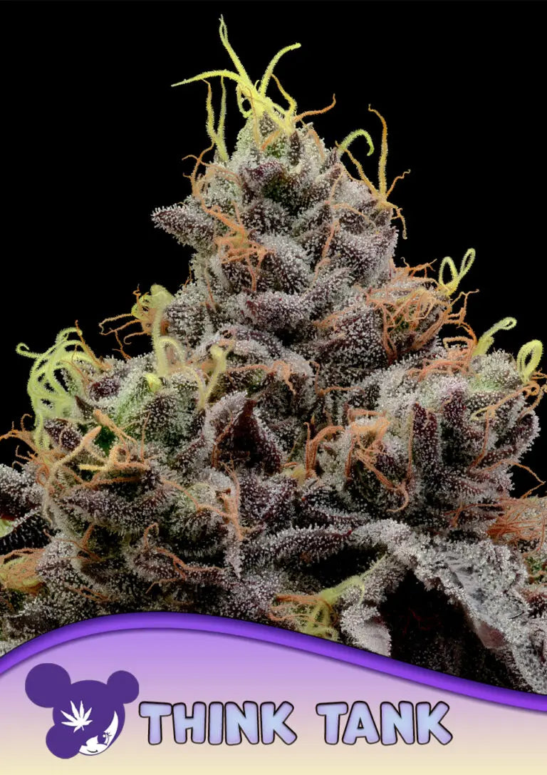 Anesia Seeds Think Tank Cannabis Samen