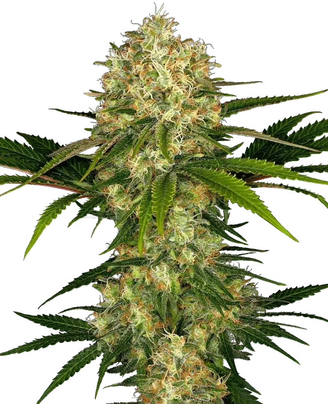 sensi-seeds-afghani-1