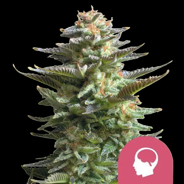 amnesia-haze-von-royal-queen-seeds