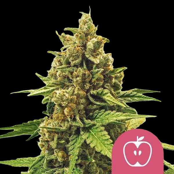 apple-fritter-royal-queen-seeds