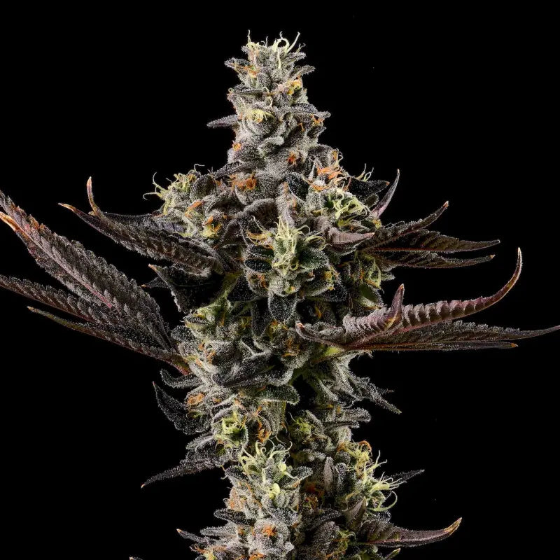 Apples & Bananas x GSC Limited von Cookies, feminisierte Cannabissamen: dichte Blüte mit dunkelvioletten Blättern und orangen Härchen.