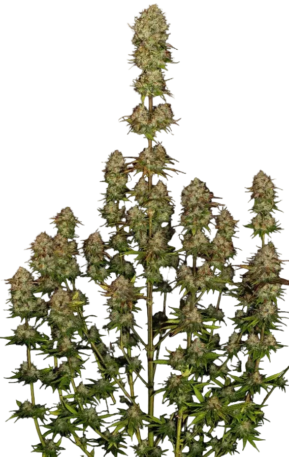 Apricot Candy Cannabispflanze, Paradise Seeds