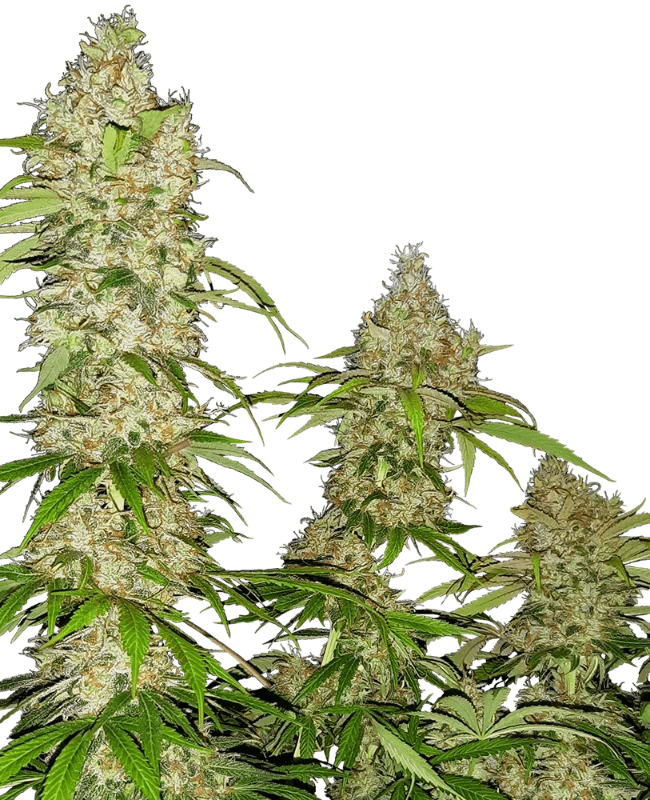 sensi-seeds-banana-kush-cake