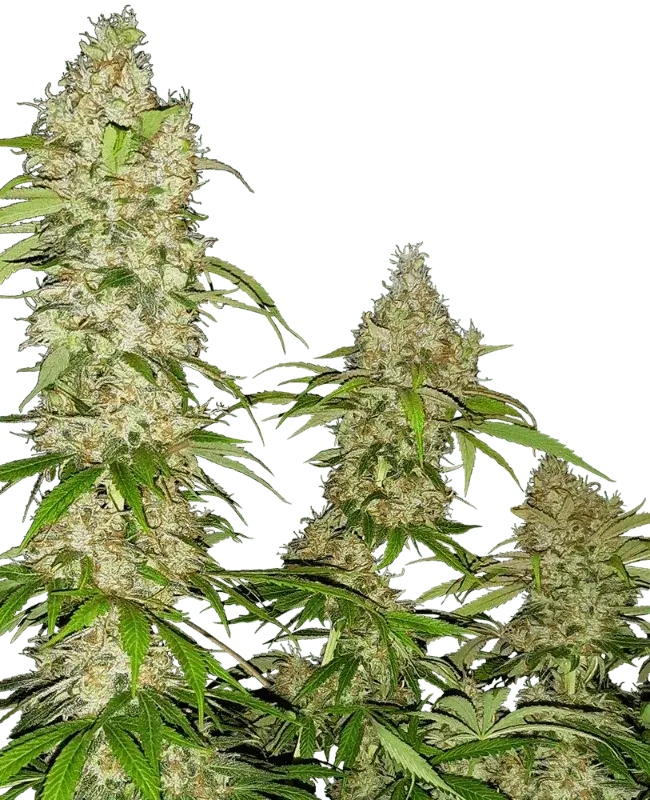Banana Kush Cake, feminisierte Cannabis Samen von Sensi Seeds online bestellen