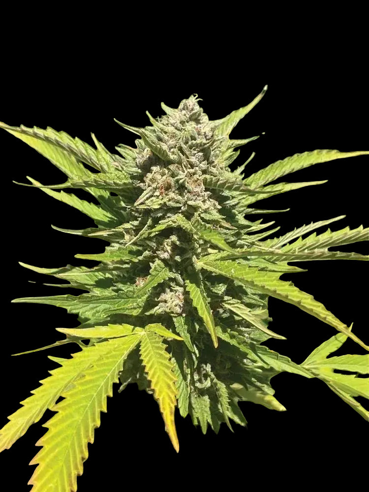 Banana Melt erntereife feminisierte Cannabispflanze unter Sonnenlicht