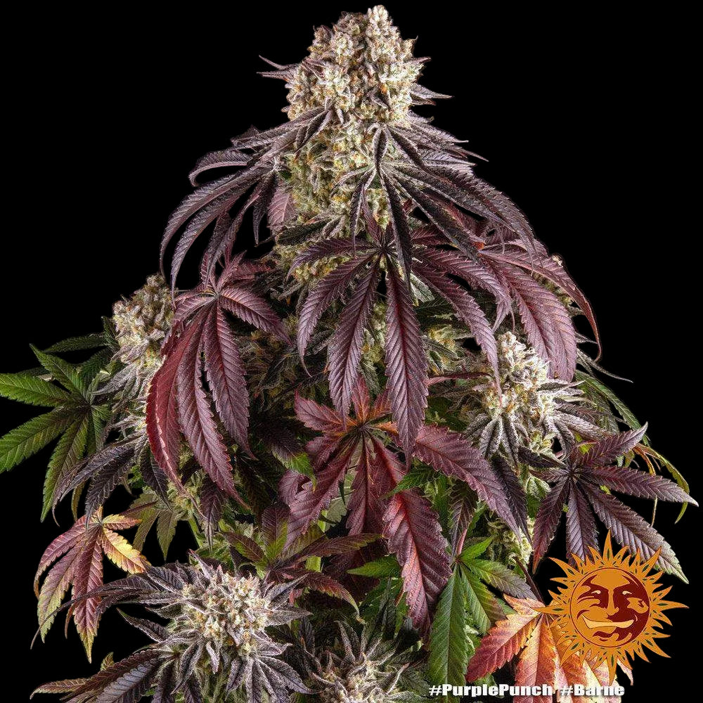Purple Punch Cannabispflanze mit einer fetten Hauptcola