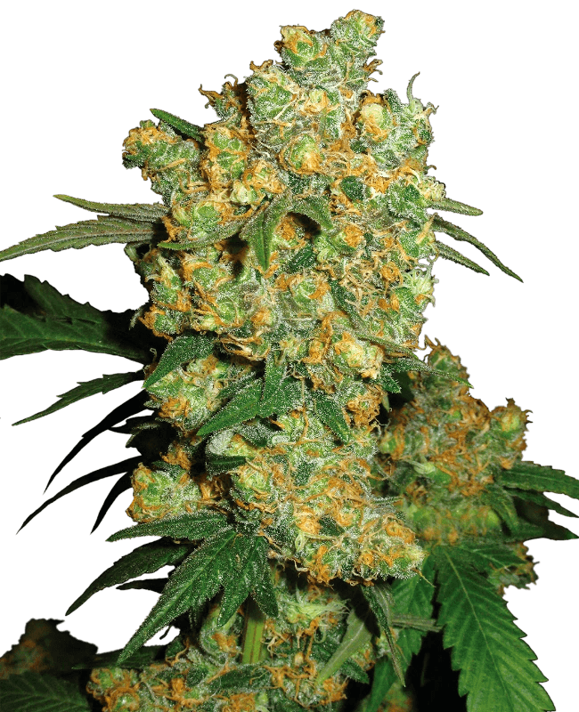 big-bud-sensi-seeds-2