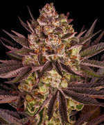 biscotti-mintz-barneys-farm