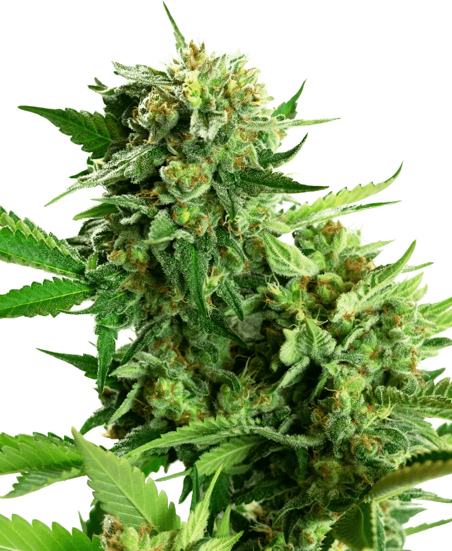 blackberry-cake-sensi-seeds