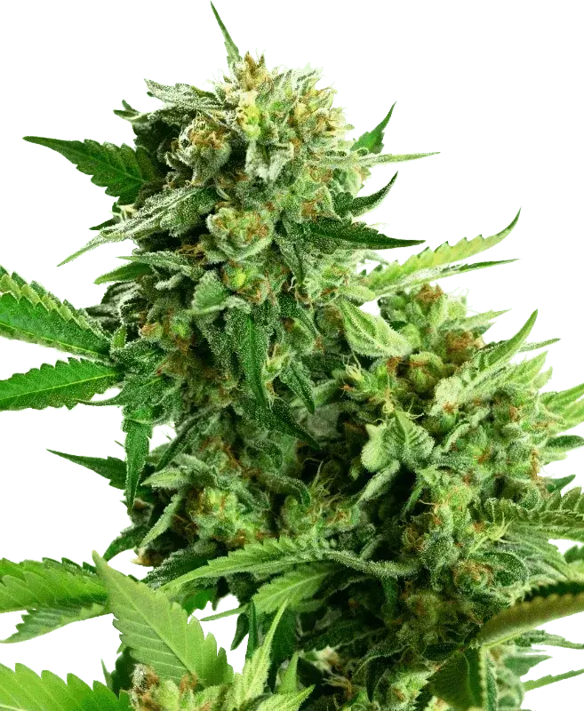 Blackberry Cake, feminisierte Cannabis Samen von Sensi Seeds