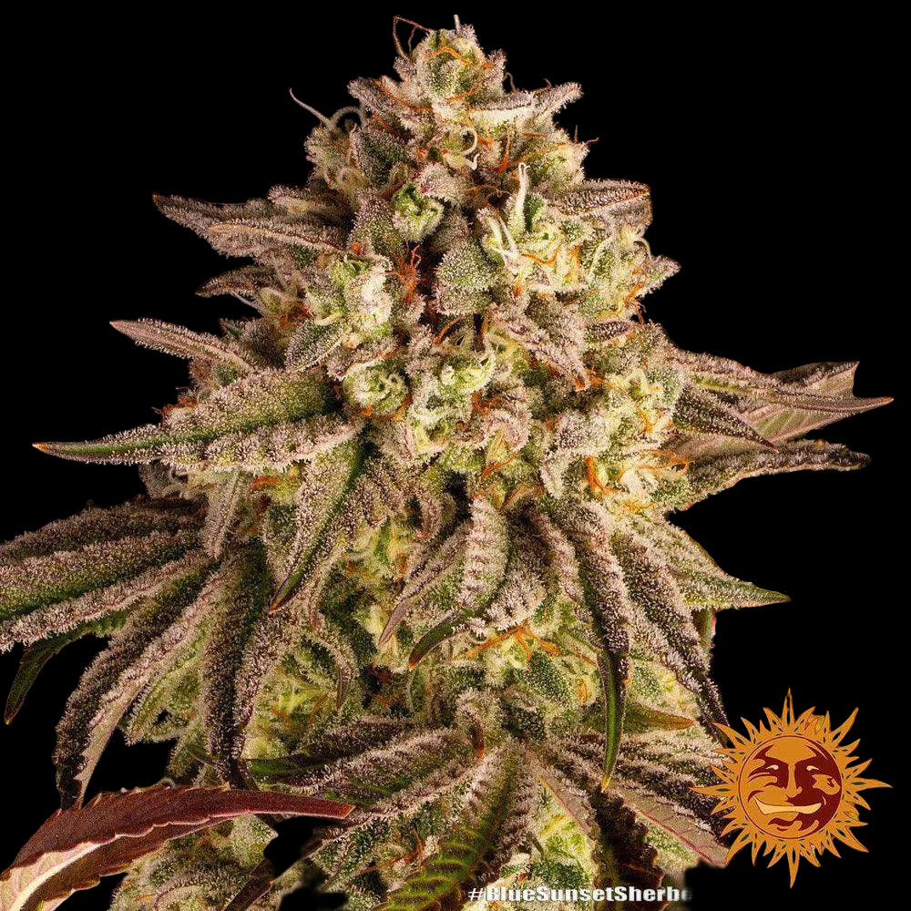 blue-sunset-sherbet-cannabis-samen