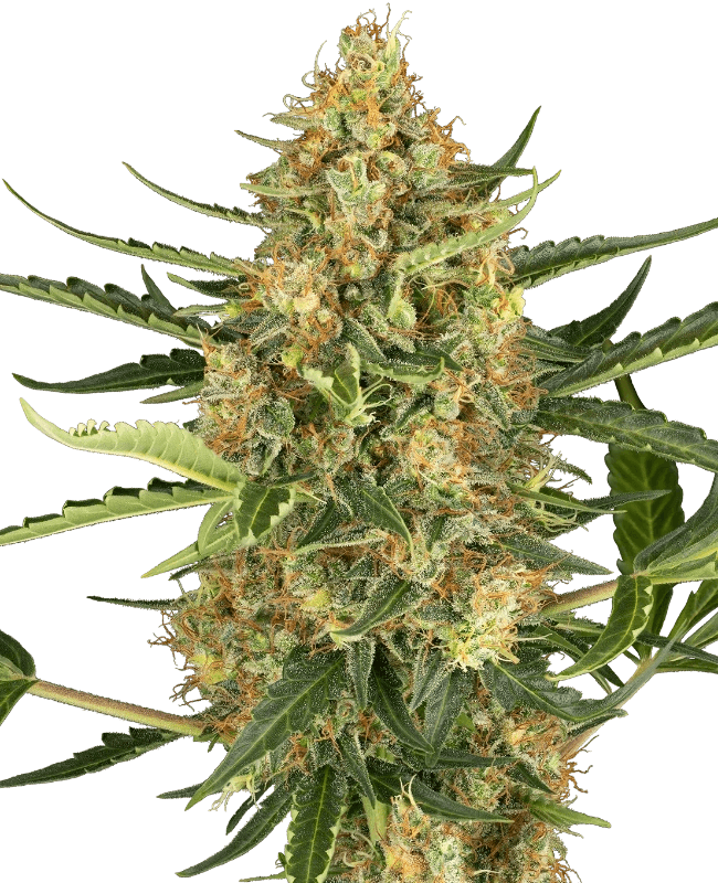 sensi-seeds-blueberry-bubblegum-automatic