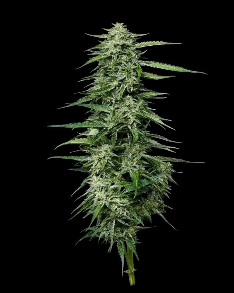 Blueberry Honey feminisierte Cannabispflanze in voller Blüte