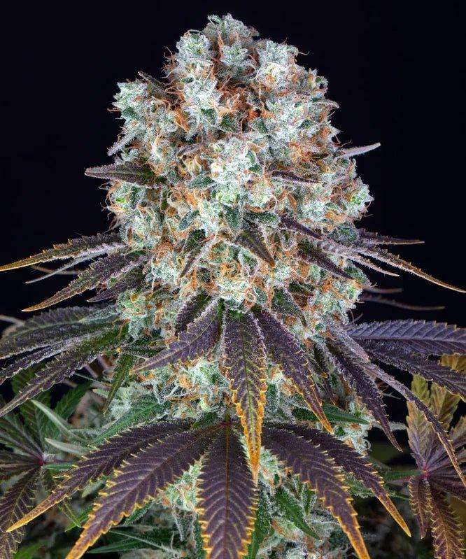 Bruce Banner Blüte von Barney's Farm