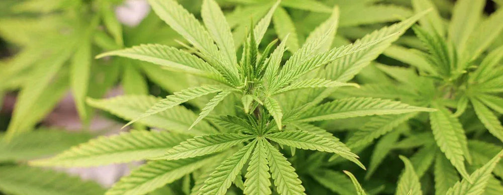 Eine gesunde Cannabispflanze unter optimalen Bedingungen