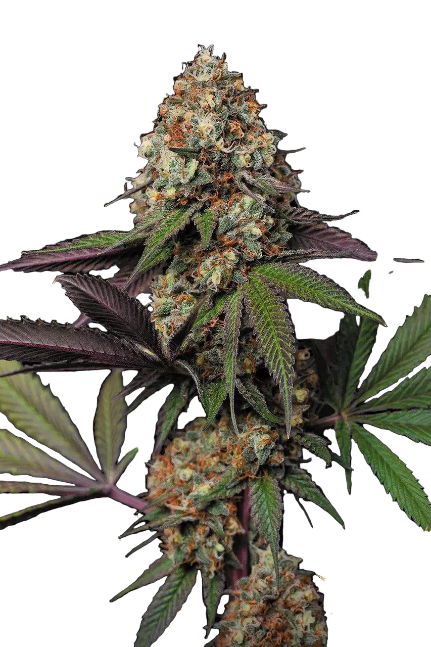 Caramba, feminisierte Cannabis Samen von Paradise Seeds