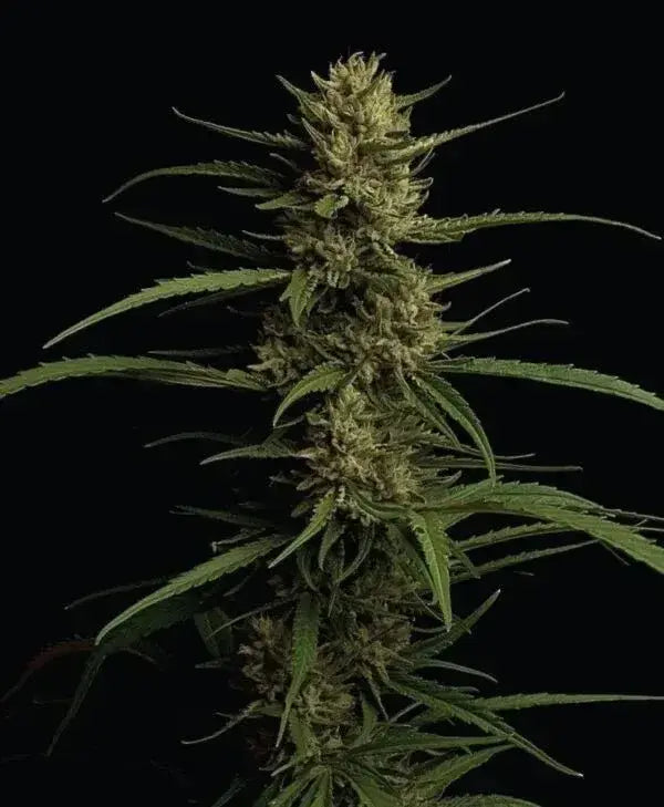 Caribbean Queen Cannabispflanze reif für die Ernte