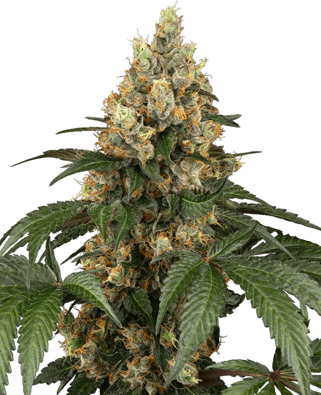 sensi-seeds-chocolate-rainbow-xxl