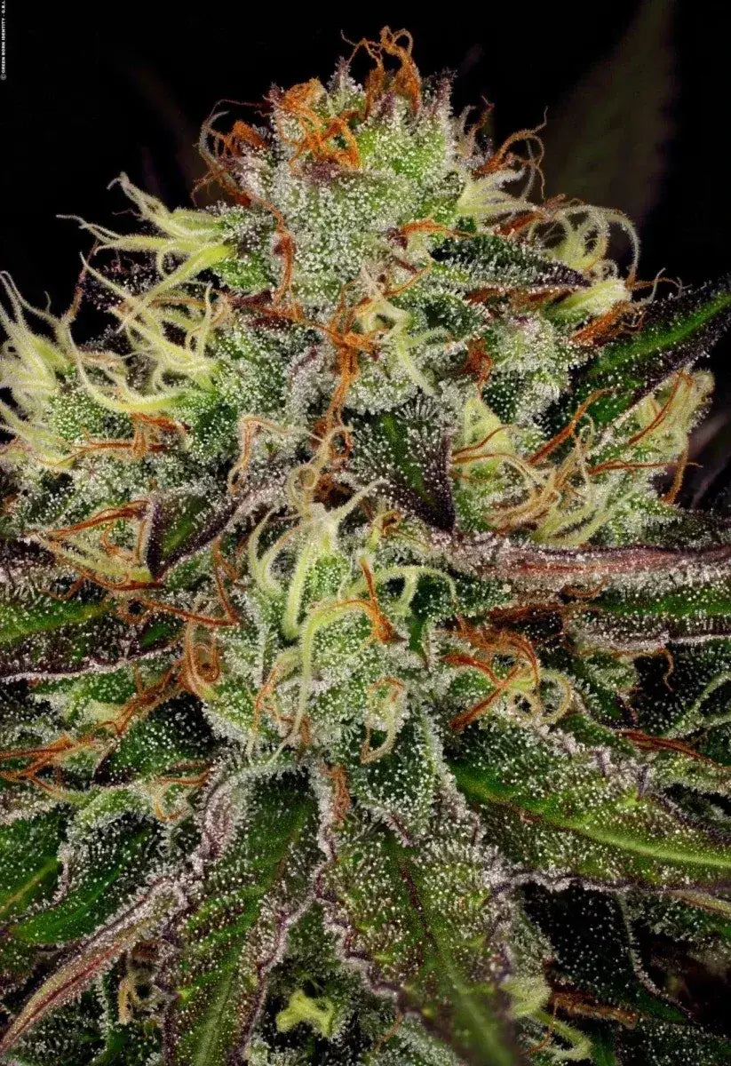 paradise-seeds-chocolate-wafflez