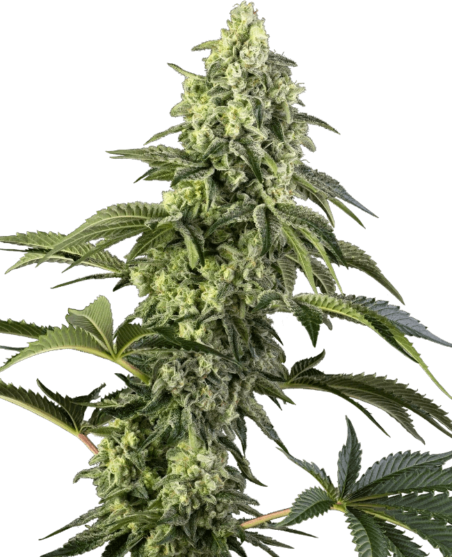 cosmic-kiss-sensi-seeds