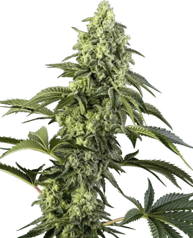 cosmic-kiss-sensi-seeds