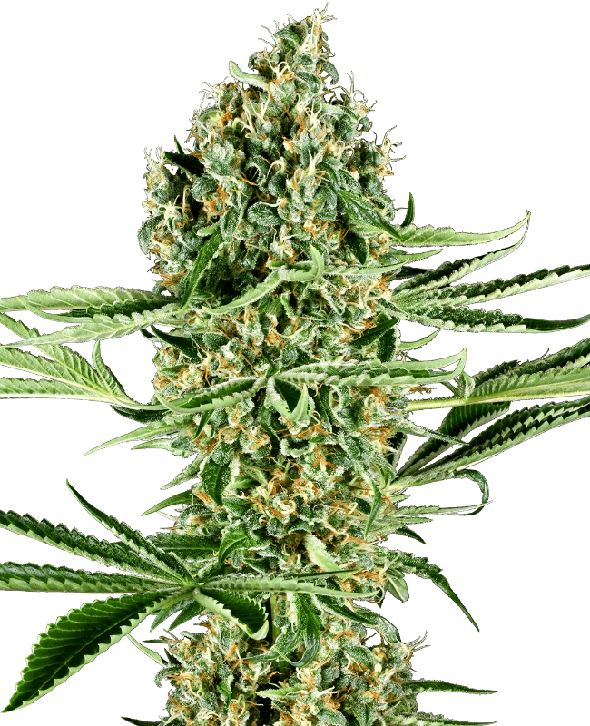 sensi-seeds-critical-runtz