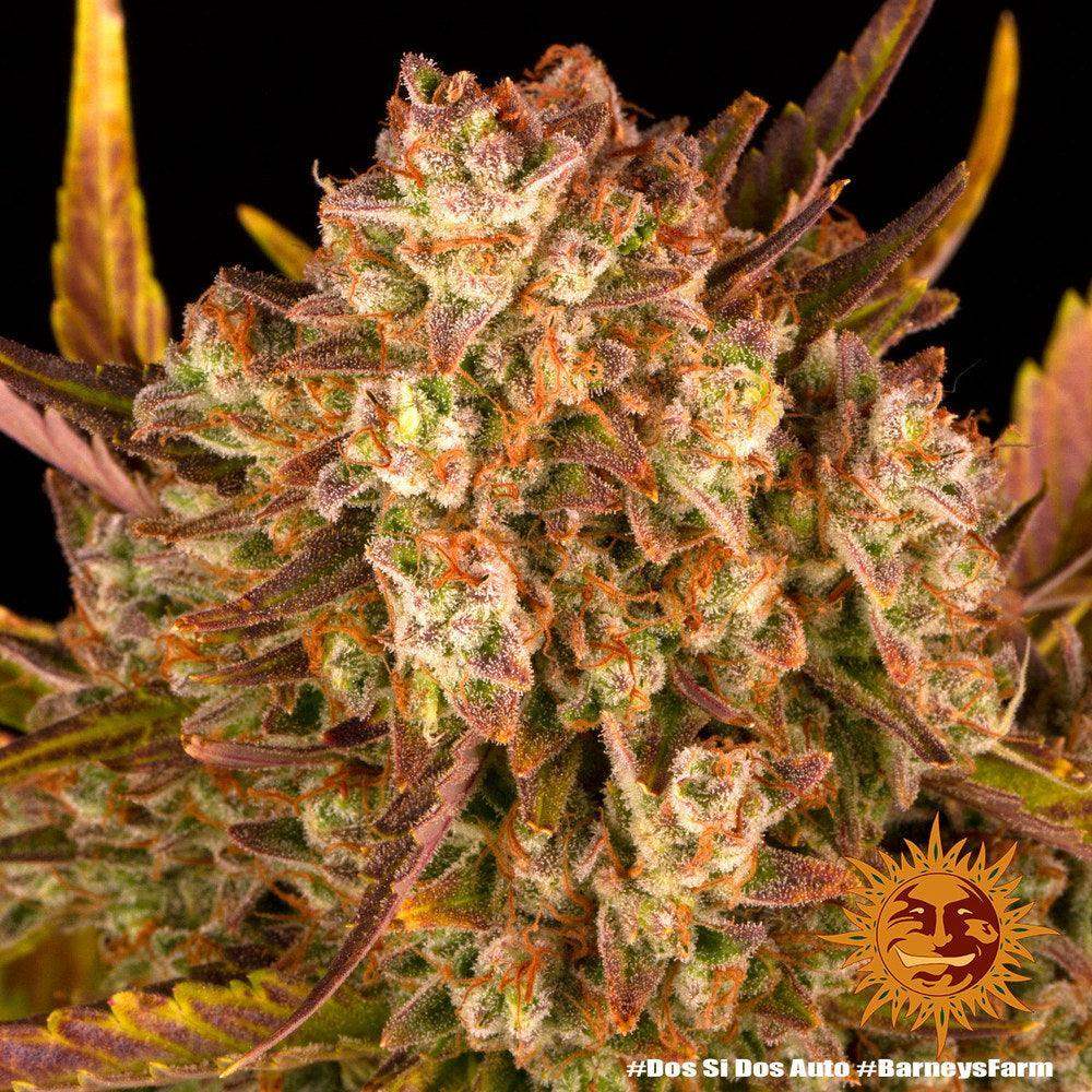 Dos Si Dos Auto von Barneys Farm