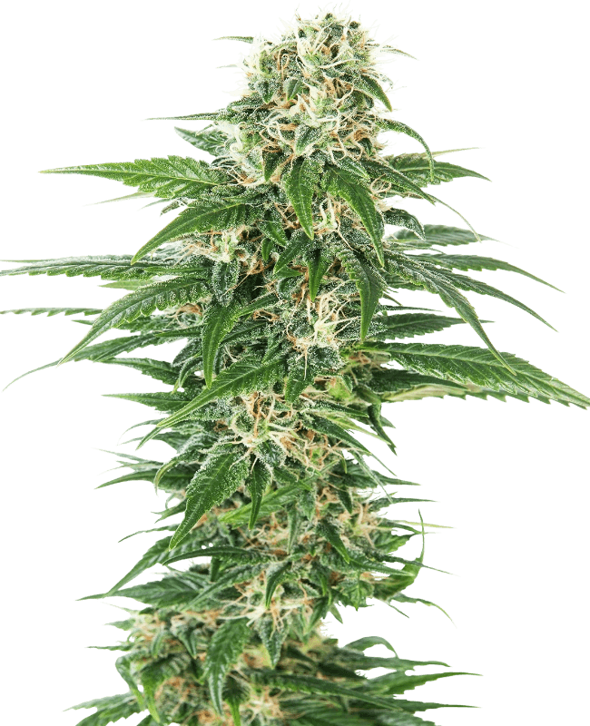 early-skunk-auto-sensi-seeds