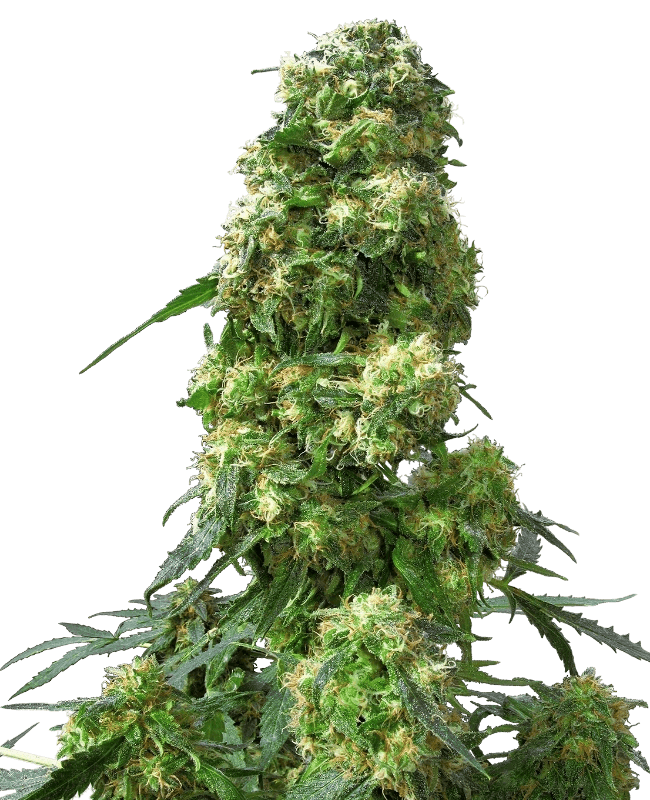 sensi-seeds-early-skunk