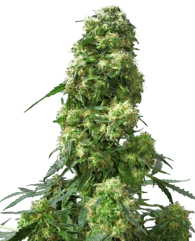 sensi-seeds-early-skunk