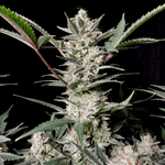 strawberry-gorilla-auto-von-fast-buds