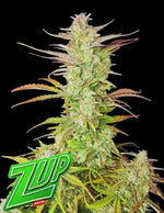 3 Samen Z-Up Auto von Fast Buds