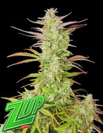 3 Samen Z-Up Auto von Fast Buds