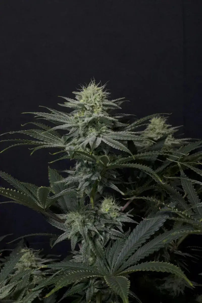 GG$ Sherbet erntereife Pflanze mit harzigen Blüten
