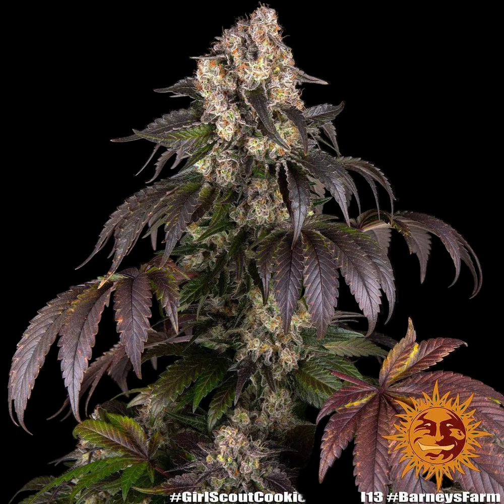 Girl Scout Cookies Cannabis Samen