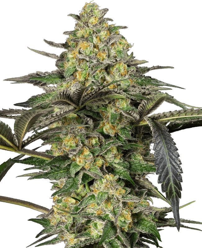 grapevine-candy-sensi-seeds