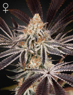 dark-phoenix-greenhouse-seeds
