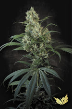 paradise-seed-highway-66