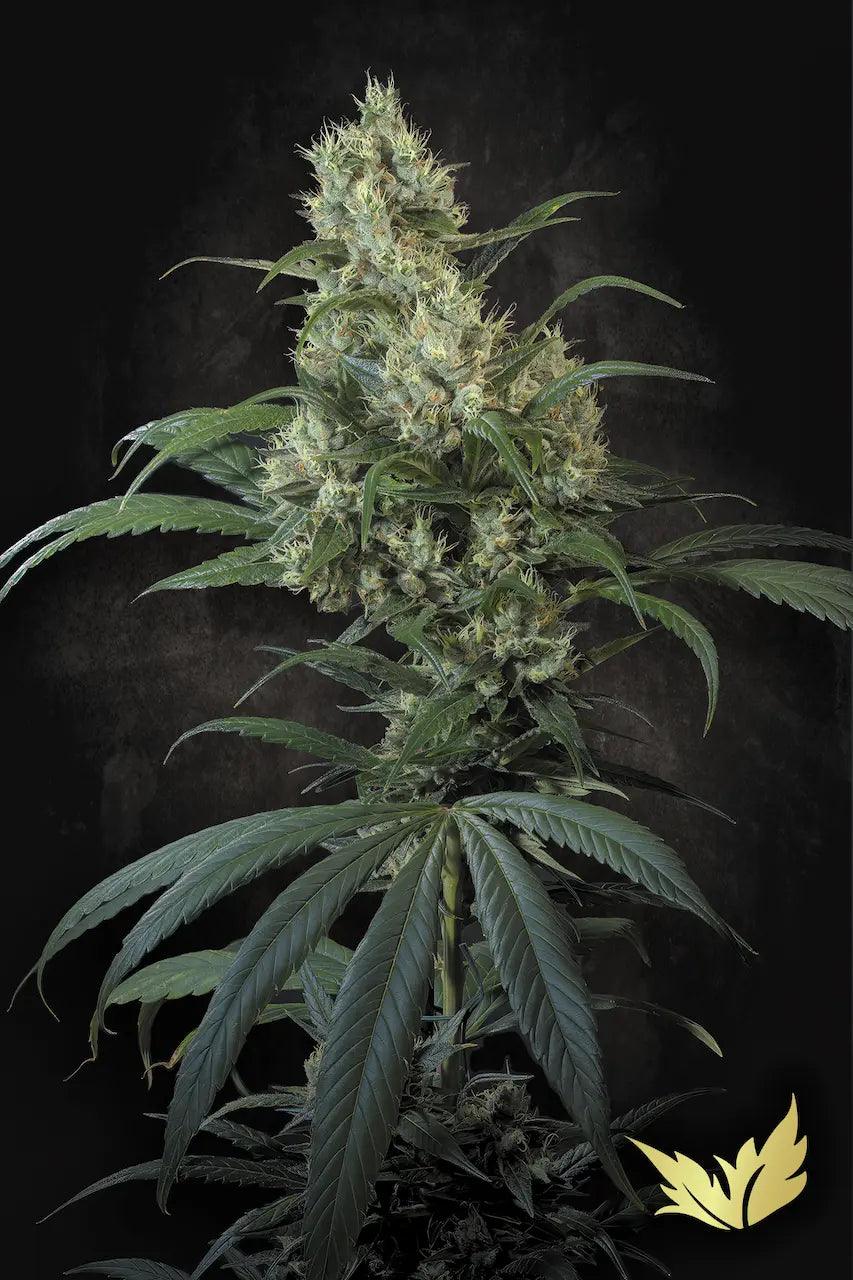 paradise-seed-highway-66