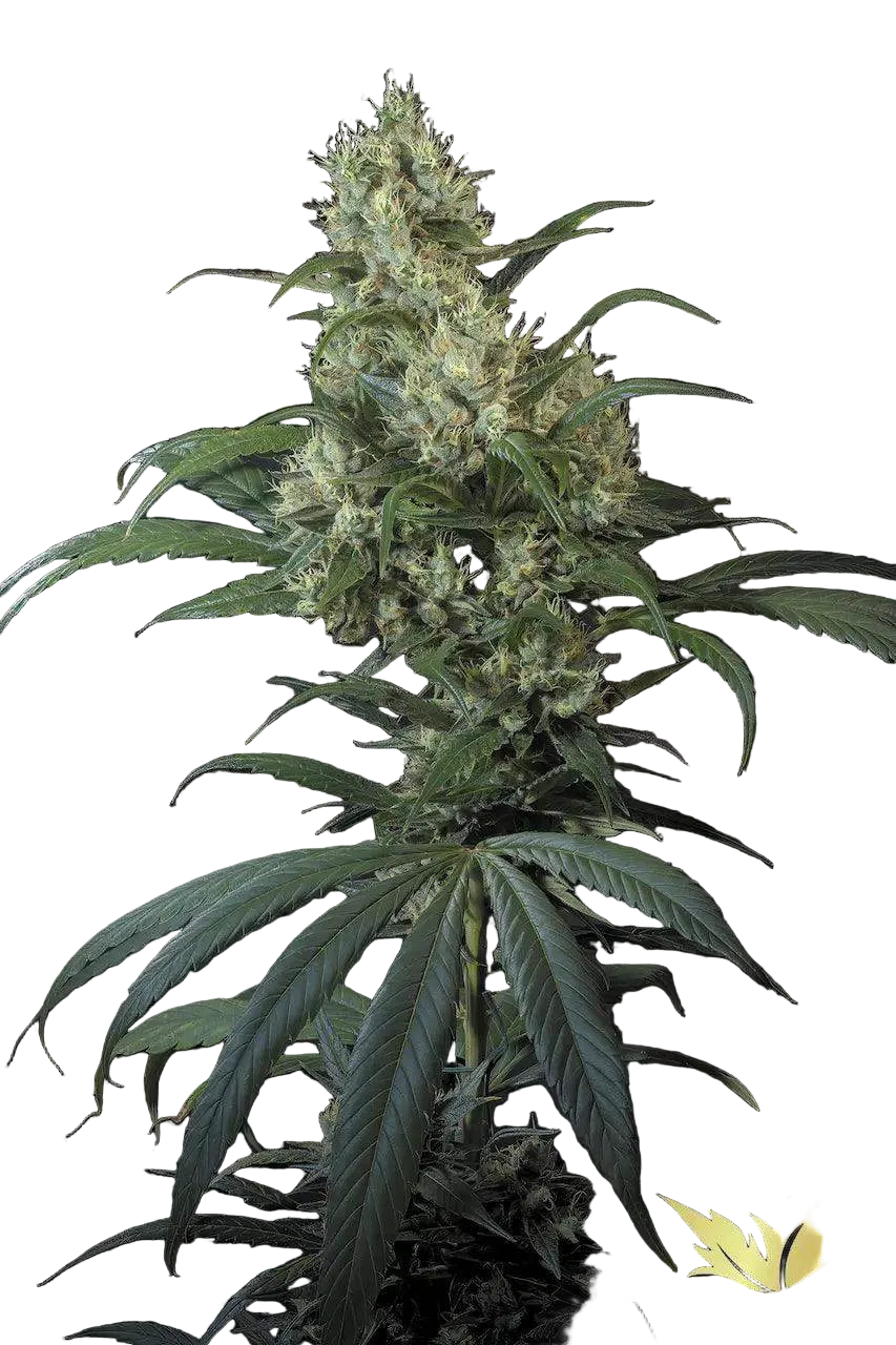 paradise-seed-highway-66
