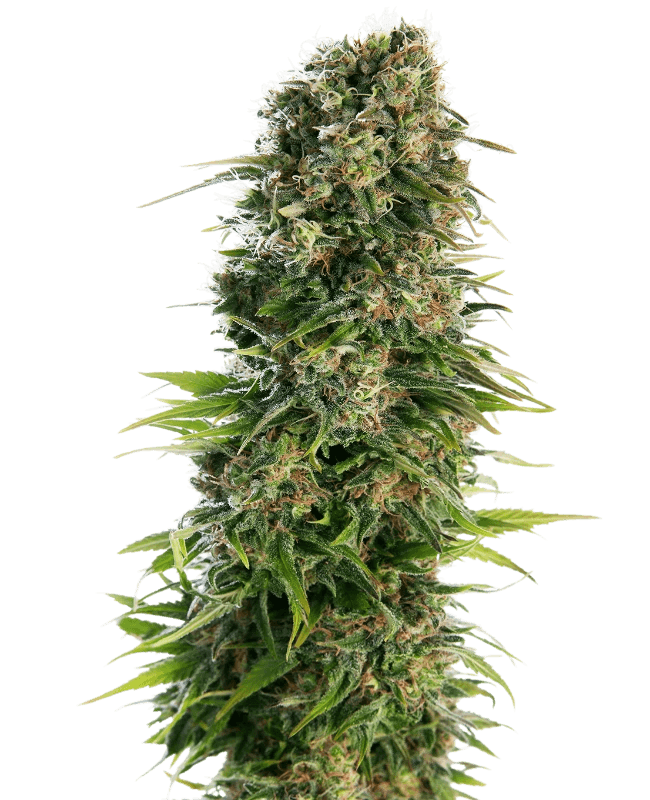 hindu-kush-auto-sensi-seeds